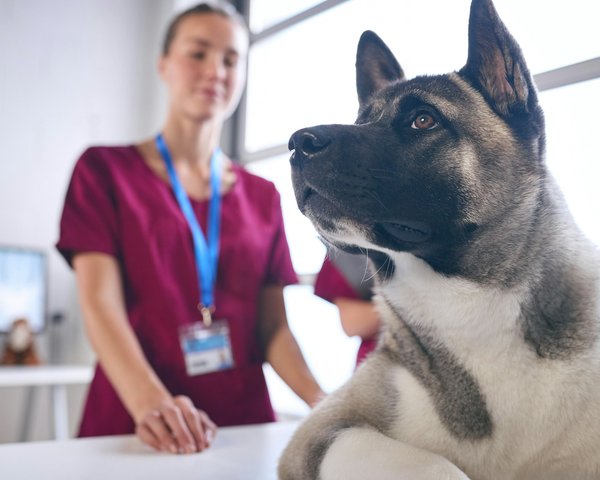 Assurance pour chiens dangereux : découvrez www.assurances chiens dangereux.fr